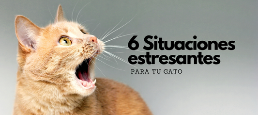 6 Situaciones que pueden causar estrés a tu gato